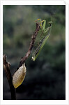 Mantis religiosa (praying mantis) - laying by Anonymous