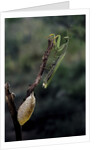 Mantis religiosa (praying mantis) - laying by Anonymous