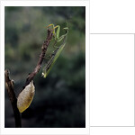 Mantis religiosa (praying mantis) - laying by Anonymous