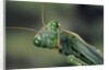 Mantis religiosa (praying mantis) by Anonymous