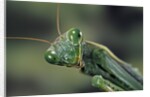 Mantis religiosa (praying mantis) by Anonymous