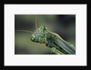 Mantis religiosa (praying mantis) by Anonymous