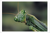 Mantis religiosa (praying mantis) by Anonymous