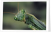 Mantis religiosa (praying mantis) by Anonymous