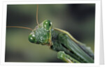 Mantis religiosa (praying mantis) by Anonymous