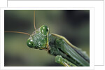 Mantis religiosa (praying mantis) by Anonymous