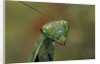 Mantis religiosa (praying mantis) by Anonymous