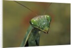 Mantis religiosa (praying mantis) by Anonymous