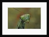 Mantis religiosa (praying mantis) by Anonymous