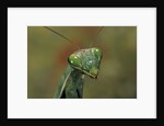 Mantis religiosa (praying mantis) by Anonymous