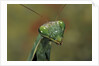 Mantis religiosa (praying mantis) by Anonymous
