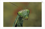 Mantis religiosa (praying mantis) by Anonymous