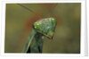 Mantis religiosa (praying mantis) by Anonymous