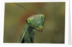 Mantis religiosa (praying mantis) by Anonymous