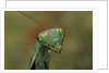 Mantis religiosa (praying mantis) by Anonymous