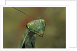 Mantis religiosa (praying mantis) by Anonymous