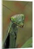 Mantis religiosa (praying mantis) by Anonymous