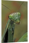Mantis religiosa (praying mantis) by Anonymous