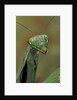 Mantis religiosa (praying mantis) by Anonymous