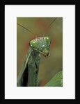 Mantis religiosa (praying mantis) by Anonymous