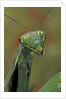 Mantis religiosa (praying mantis) by Anonymous