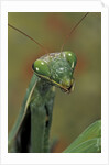 Mantis religiosa (praying mantis) by Anonymous