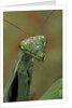 Mantis religiosa (praying mantis) by Anonymous
