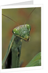 Mantis religiosa (praying mantis) by Anonymous