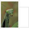 Mantis religiosa (praying mantis) by Anonymous
