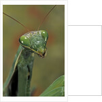 Mantis religiosa (praying mantis) by Anonymous