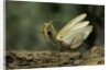 Mantis religiosa (praying mantis) - in defensive posture, threat display by Anonymous