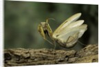 Mantis religiosa (praying mantis) - in defensive posture, threat display by Anonymous