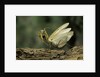 Mantis religiosa (praying mantis) - in defensive posture, threat display by Anonymous