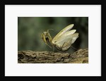 Mantis religiosa (praying mantis) - in defensive posture, threat display by Anonymous