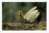 Mantis religiosa (praying mantis) - in defensive posture, threat display by Anonymous