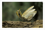 Mantis religiosa (praying mantis) - in defensive posture, threat display by Anonymous