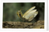 Mantis religiosa (praying mantis) - in defensive posture, threat display by Anonymous
