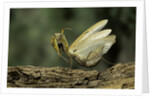 Mantis religiosa (praying mantis) - in defensive posture, threat display by Anonymous