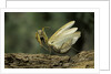 Mantis religiosa (praying mantis) - in defensive posture, threat display by Anonymous