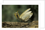 Mantis religiosa (praying mantis) - in defensive posture, threat display by Anonymous