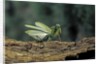 Mantis religiosa (praying mantis) - in defensive posture, threat display by Anonymous