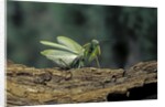 Mantis religiosa (praying mantis) - in defensive posture, threat display by Anonymous
