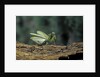 Mantis religiosa (praying mantis) - in defensive posture, threat display by Anonymous