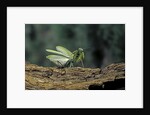 Mantis religiosa (praying mantis) - in defensive posture, threat display by Anonymous