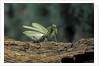 Mantis religiosa (praying mantis) - in defensive posture, threat display by Anonymous