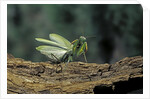 Mantis religiosa (praying mantis) - in defensive posture, threat display by Anonymous