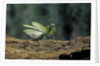 Mantis religiosa (praying mantis) - in defensive posture, threat display by Anonymous