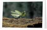 Mantis religiosa (praying mantis) - in defensive posture, threat display by Anonymous