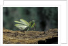 Mantis religiosa (praying mantis) - in defensive posture, threat display by Anonymous