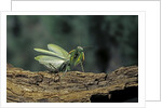 Mantis religiosa (praying mantis) - in defensive posture, threat display by Anonymous